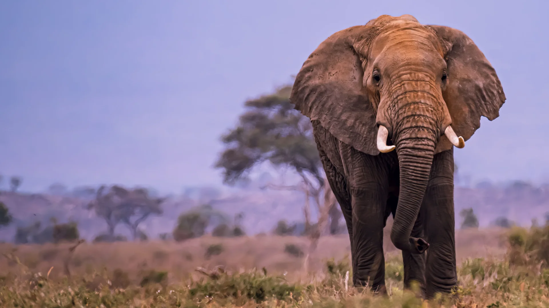 An elephant with ivory tusks walks toward the camera across dry grassland at dusk under a violet sky, an acacia tree behind (an elephant in the wild, not a photograph of the show)